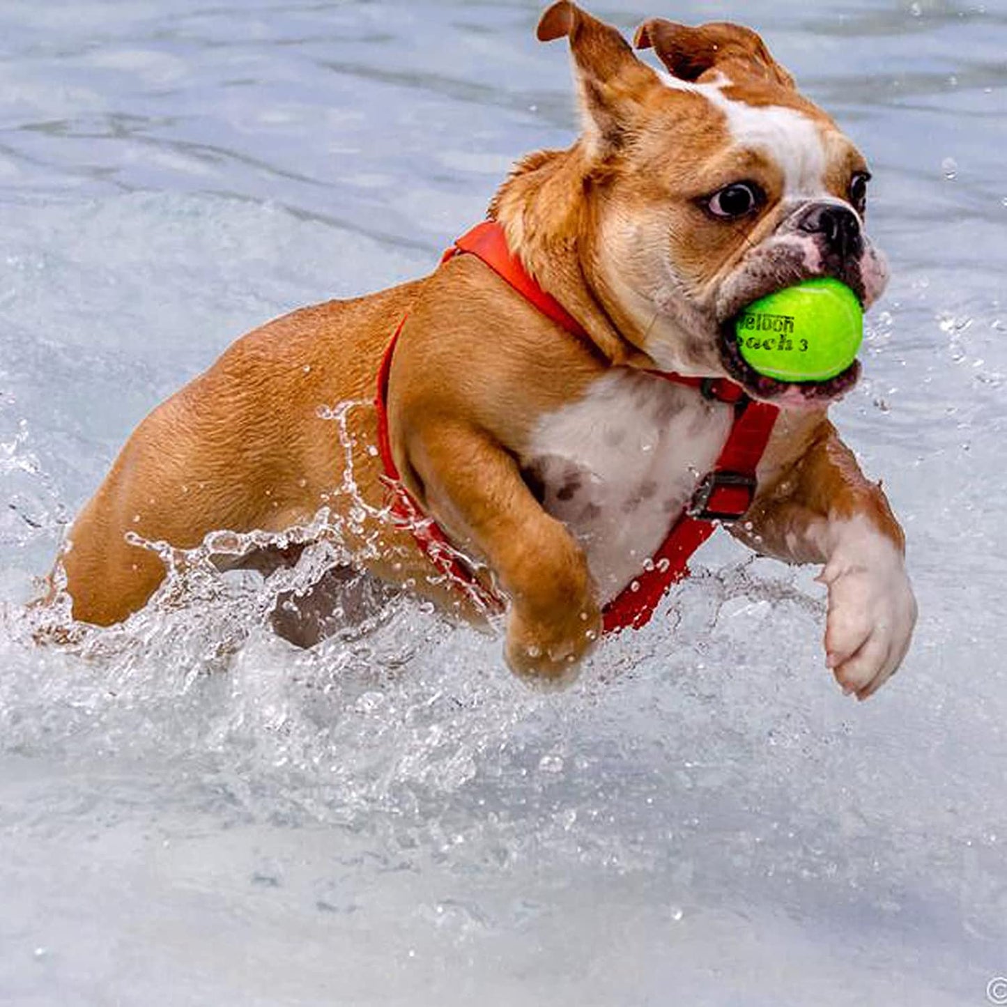Pressureless Training Tennis Balls - Available in 12 or 18 Count with Mesh Carry Bag, Four Color Options for Beginners